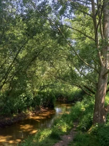 Auetal Bachlauf Wald
