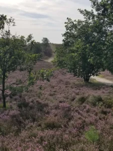 Brunsberg 2023