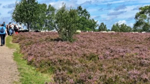 Heidelandschaft Wanderung Huenengrab